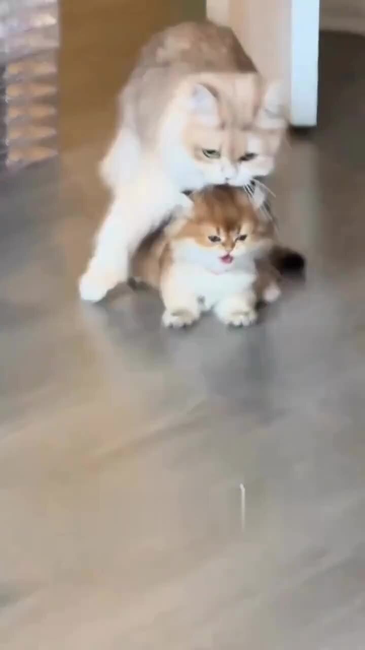 Отвлекли маму)