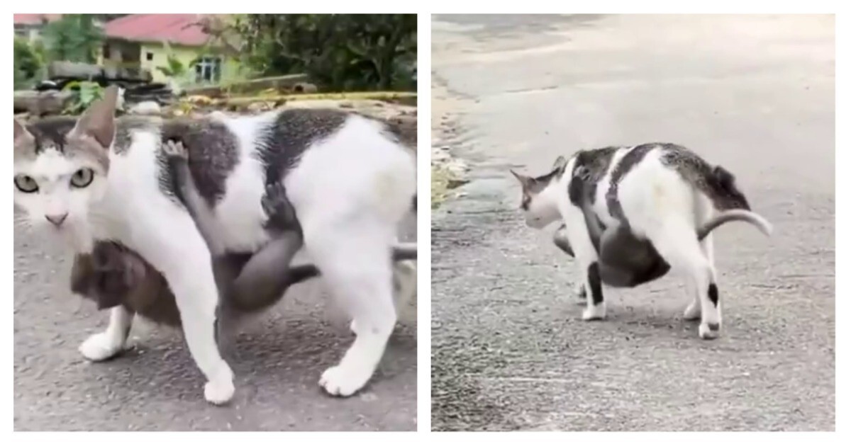 Кошка усыновила обезьяну