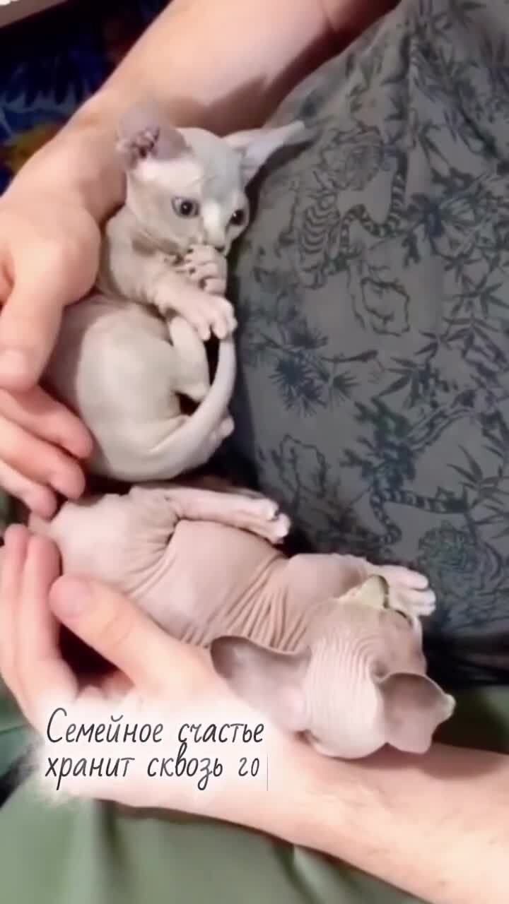 Новая песня про кошек