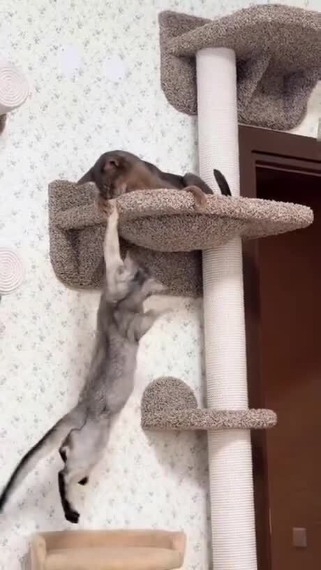 Да здравствует новый король