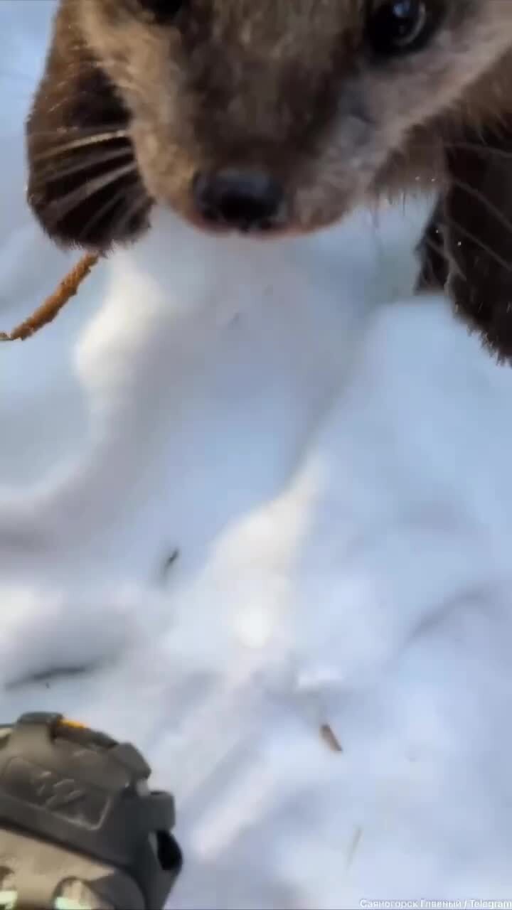 На одной из троп Красноярских столбов