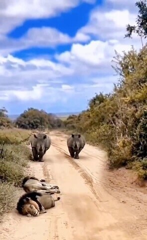 Дальнобойщики идут