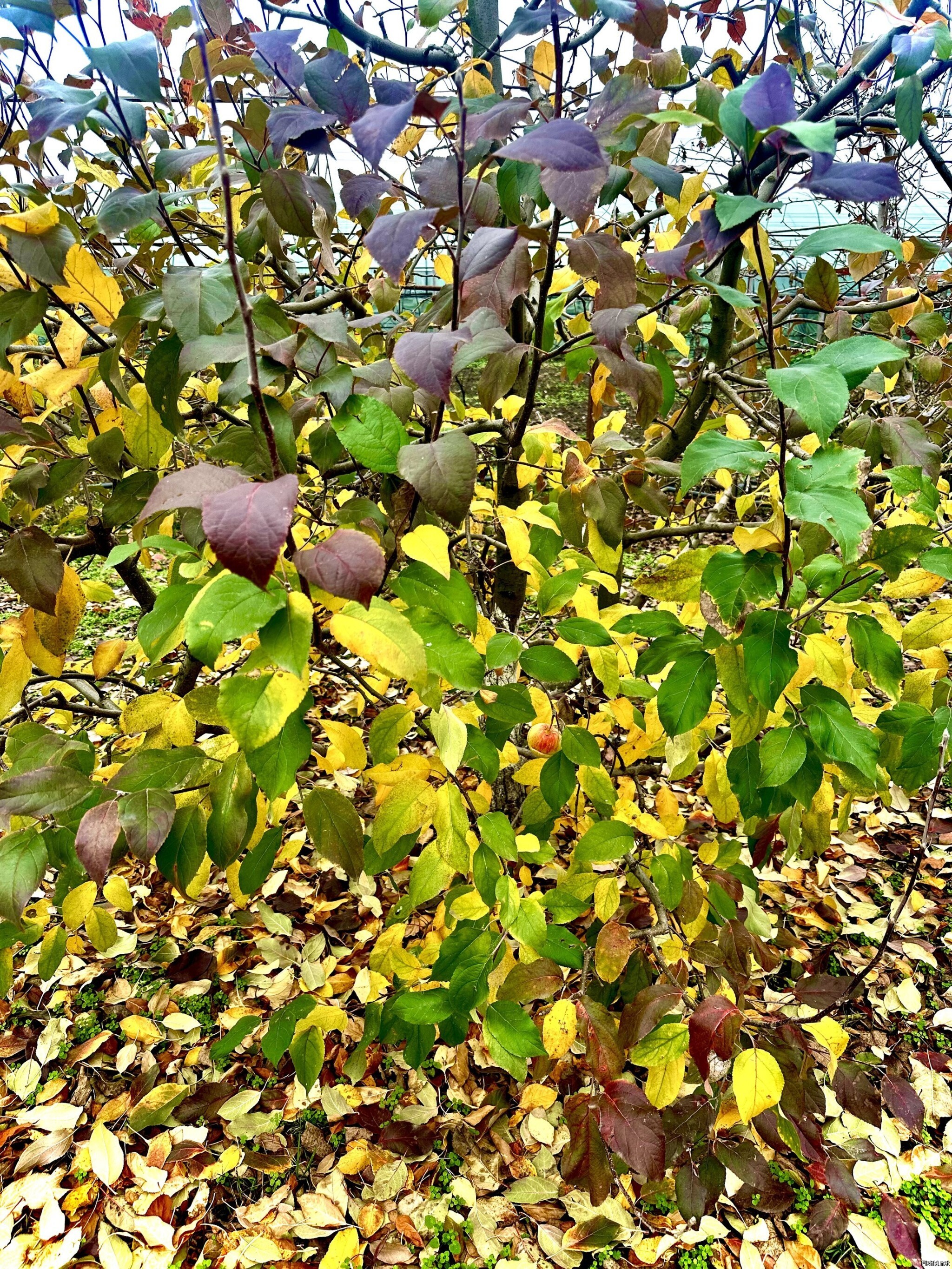 Краски сада