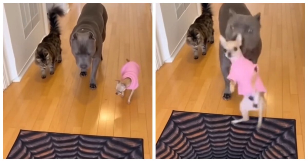 Забавная проверка 3D-пола от собаки