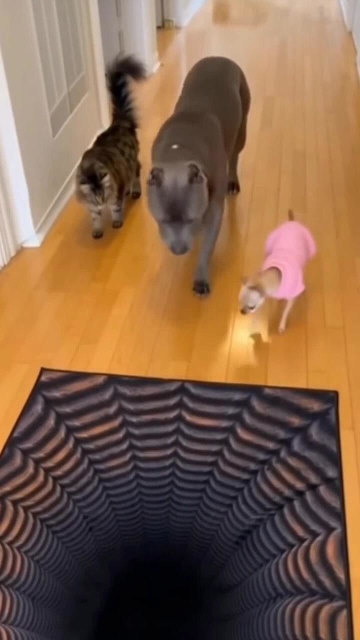 Прежде чем действовать убедись, что это не ловушка  