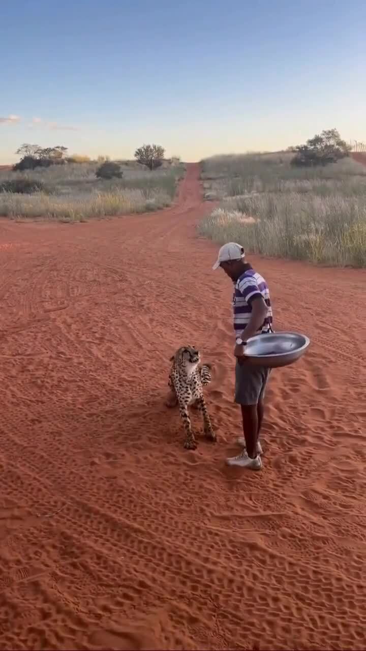 Коты они и в Африке коты