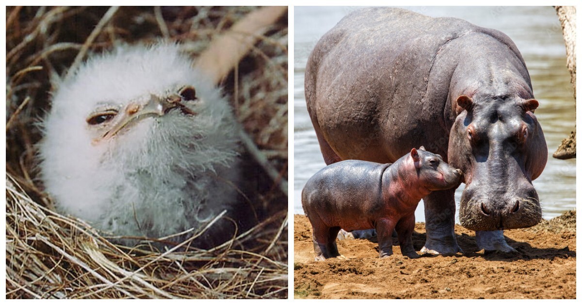 18 трогательных моментов из жизни семейств диких зверей и домашних животных