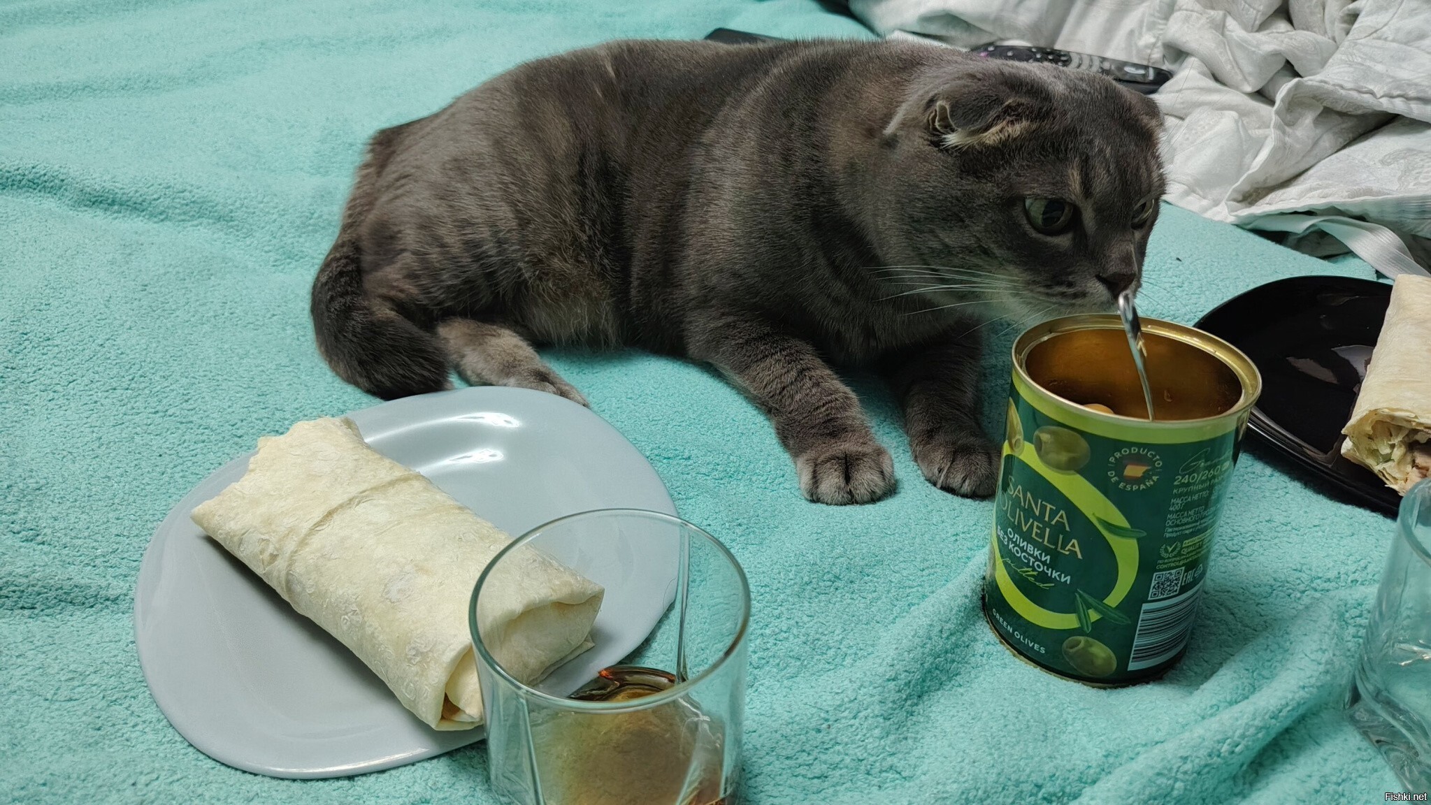Только мой кот любит оливки