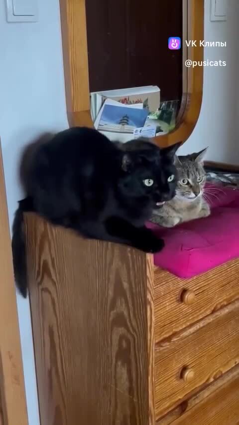 Сидят, чирикают