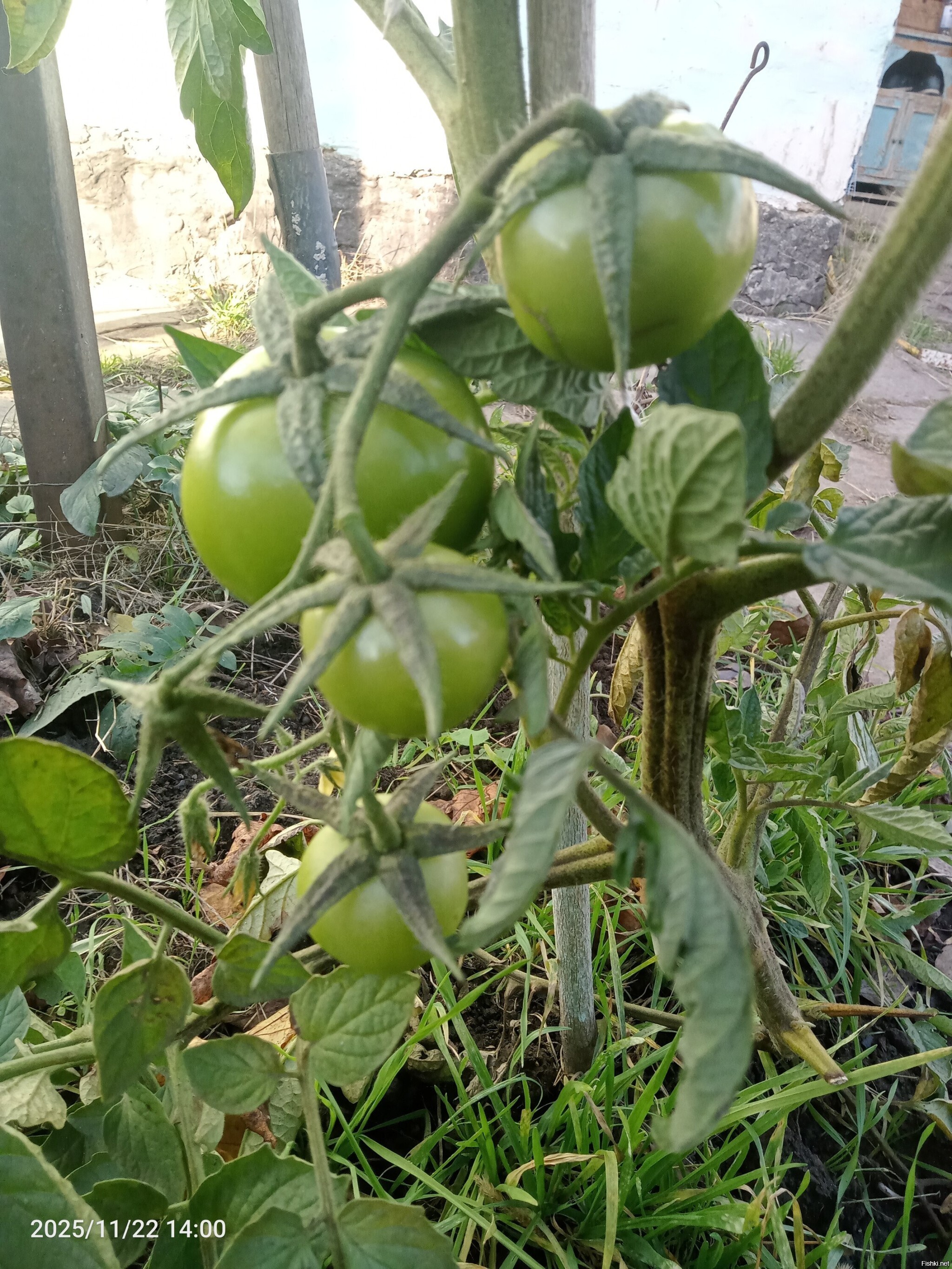 Успеют или нет созреть до похолодания