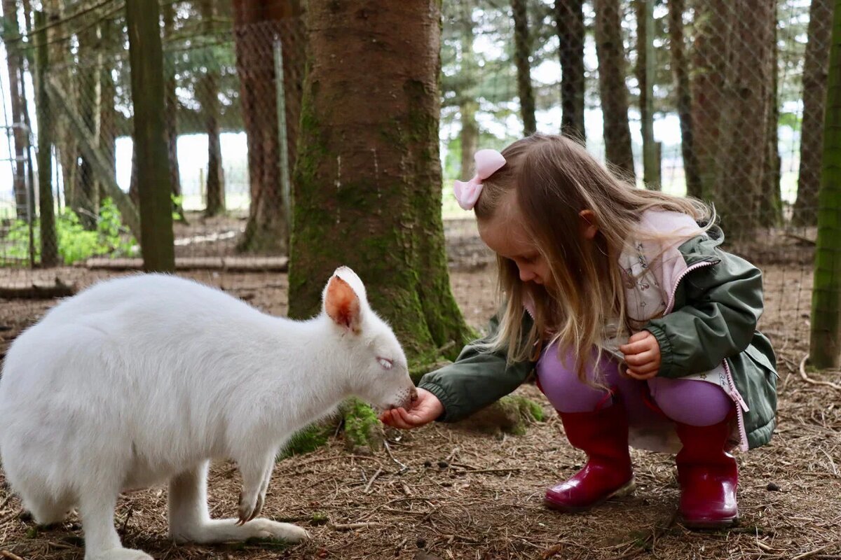 Правда ли, что в Австралии разводят и едят кенгуру, как коров или овец?