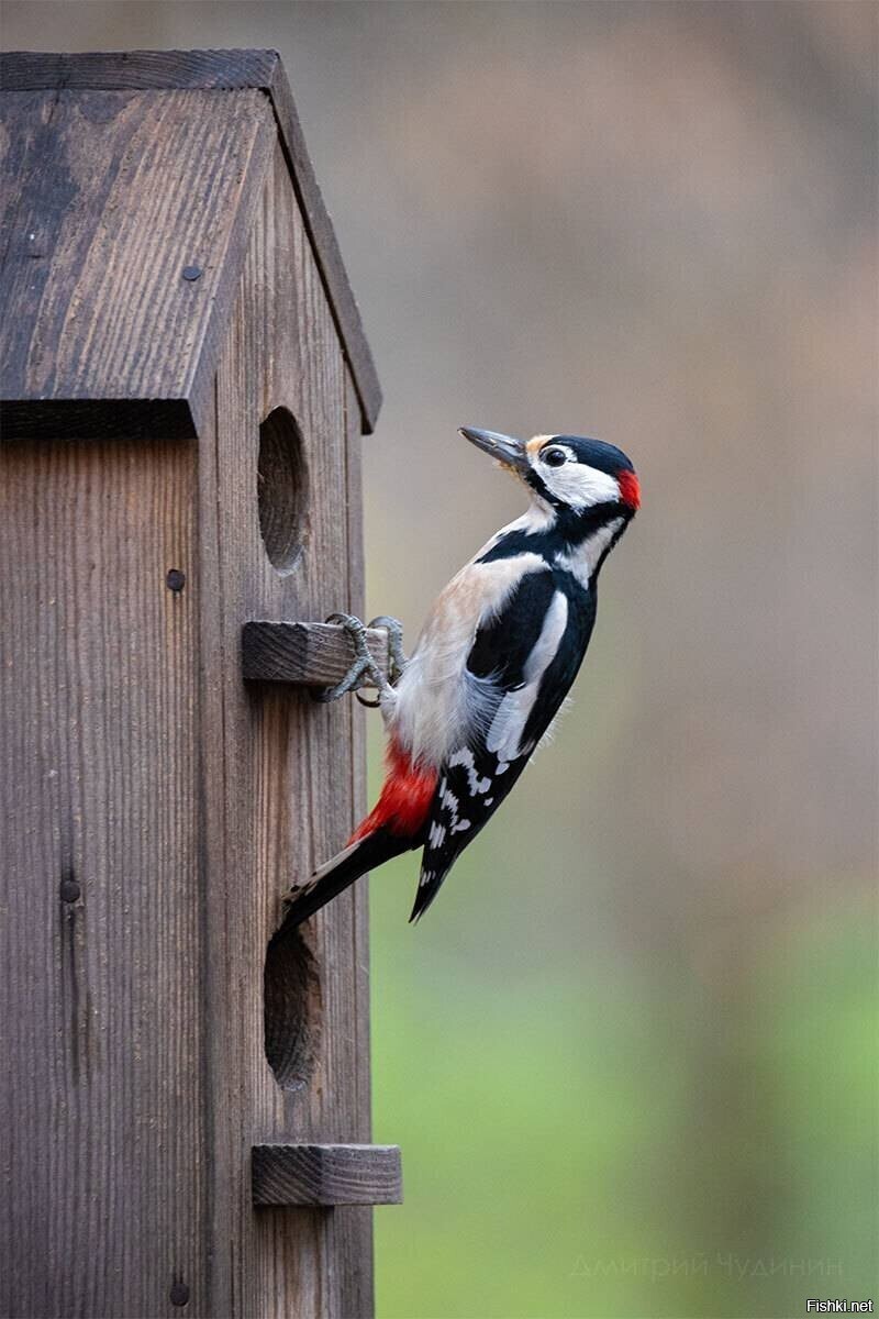 Настучал двушку