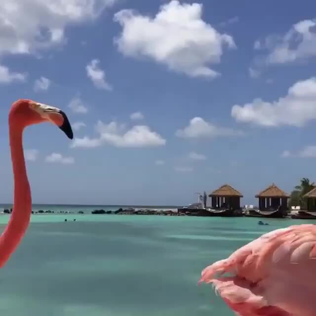 Пляж Фламинго,  Аруба – остров вулканического происхождения, находится в 25 к...