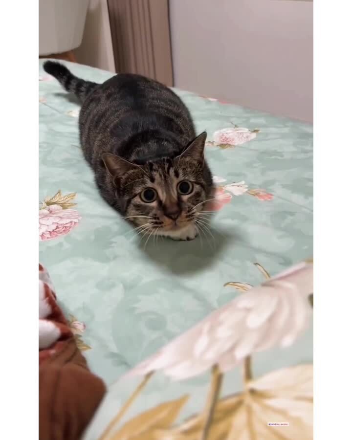 Неопределившийся)