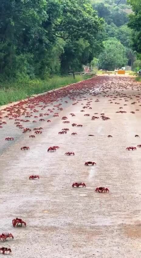 Массовая миграция крабов (Австралия)