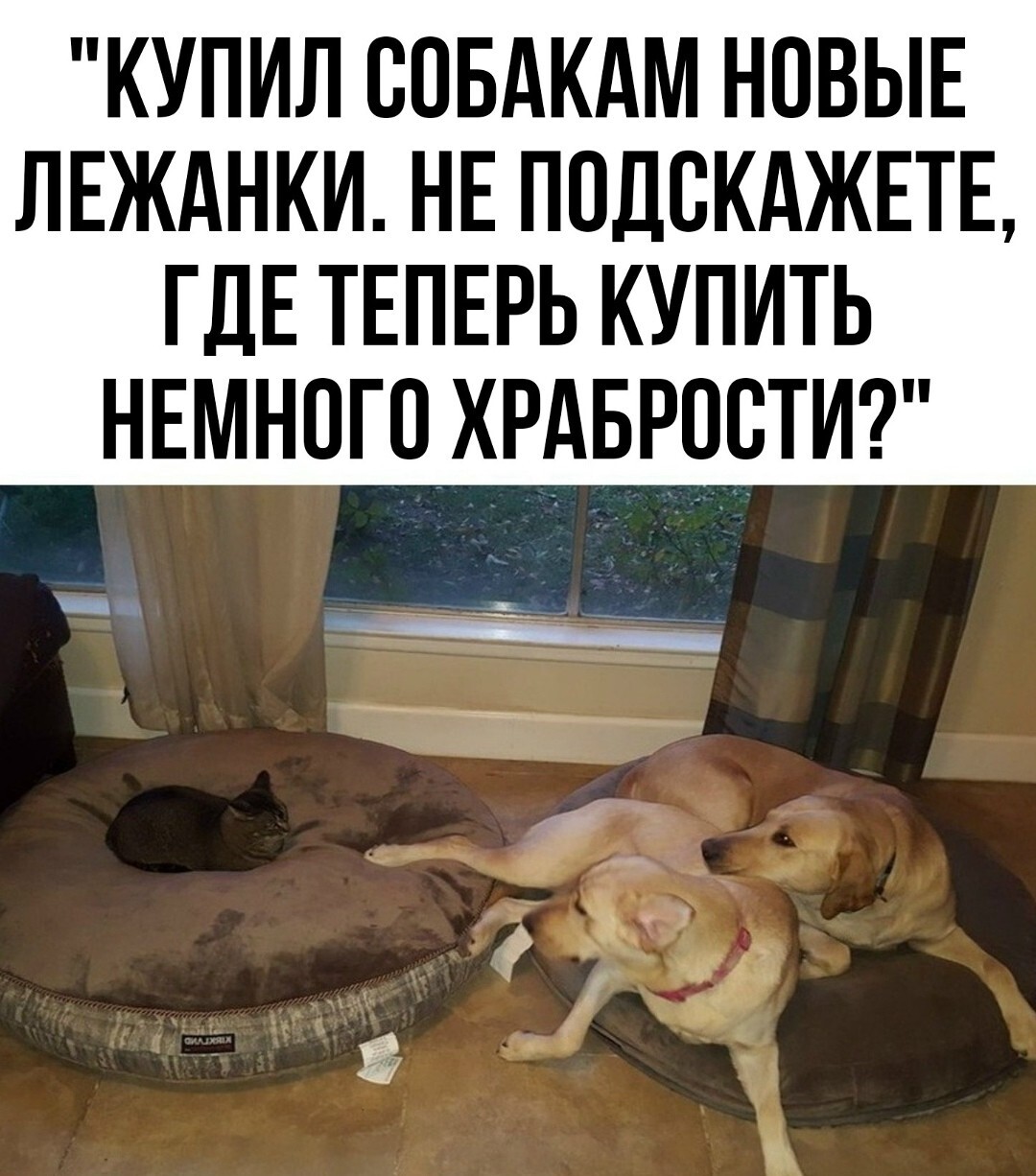 новые лежанки
