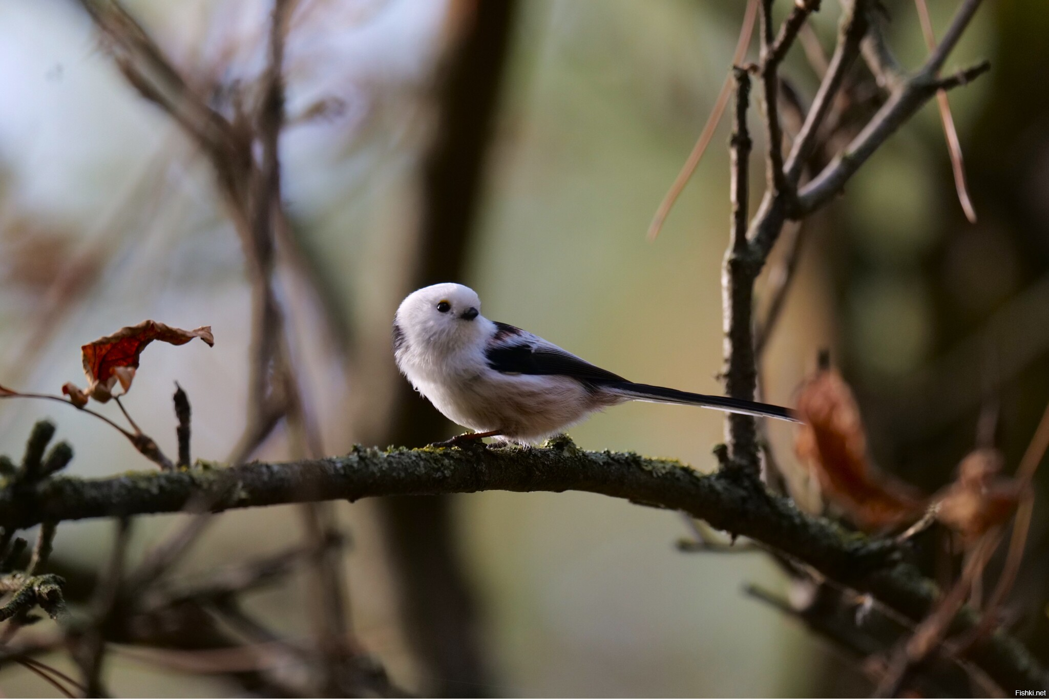 Длиннохвостая синица⁠