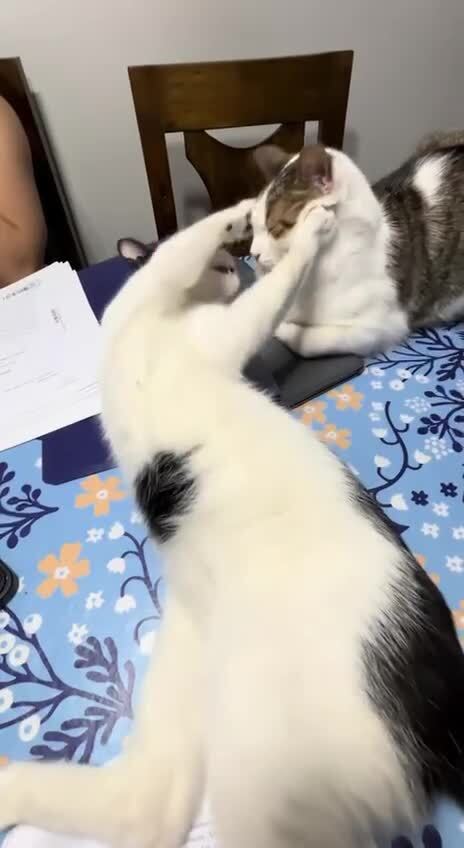 Котика подставила)