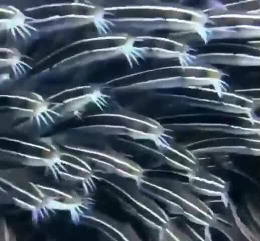 Это стая маленьких сомов, которые самоорганизуются в такие большие стаи для т...