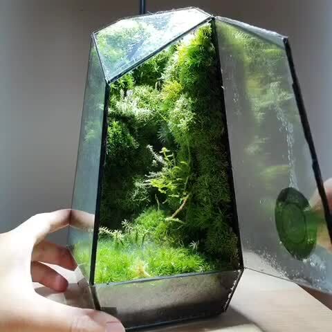 Оригинальная мини-экосистема