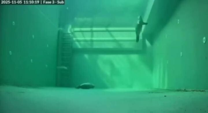 Так спят тюлени в питомнике