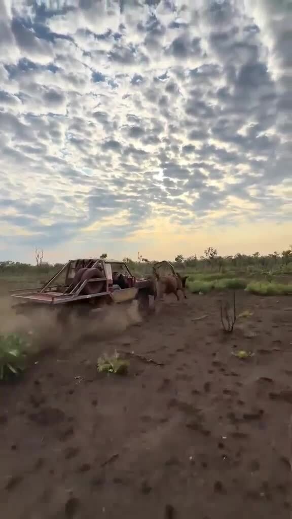 Австралийские пастушки