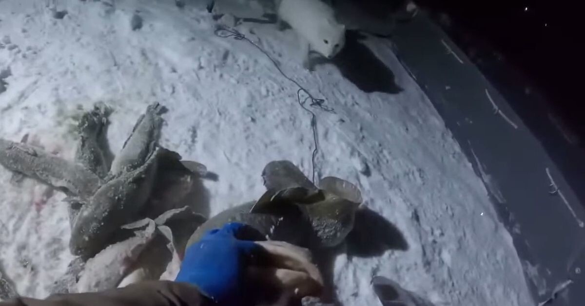 Песец украл часть улова рыбака