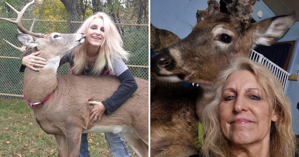 Олень убил спасшую его бабушку