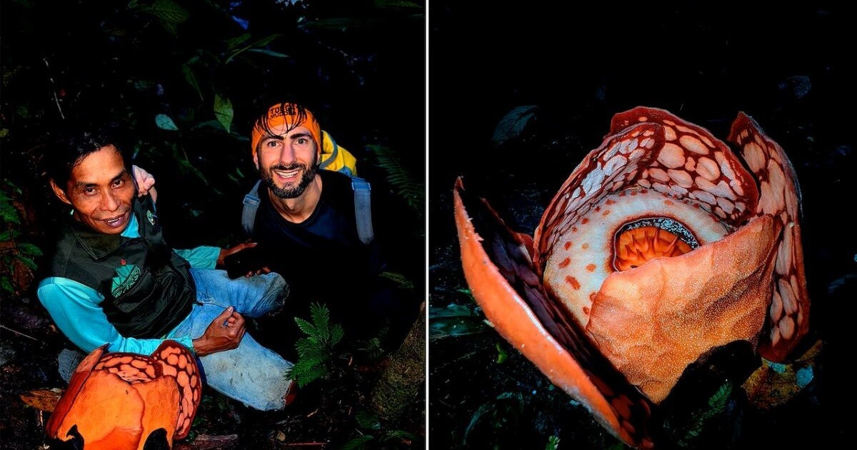 Не смог сдержать слёз: мужчина 13 лет искал один из редчайших цветков в индонезийских джунглях