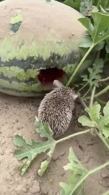 Ёж нагло жрёт арбуз
