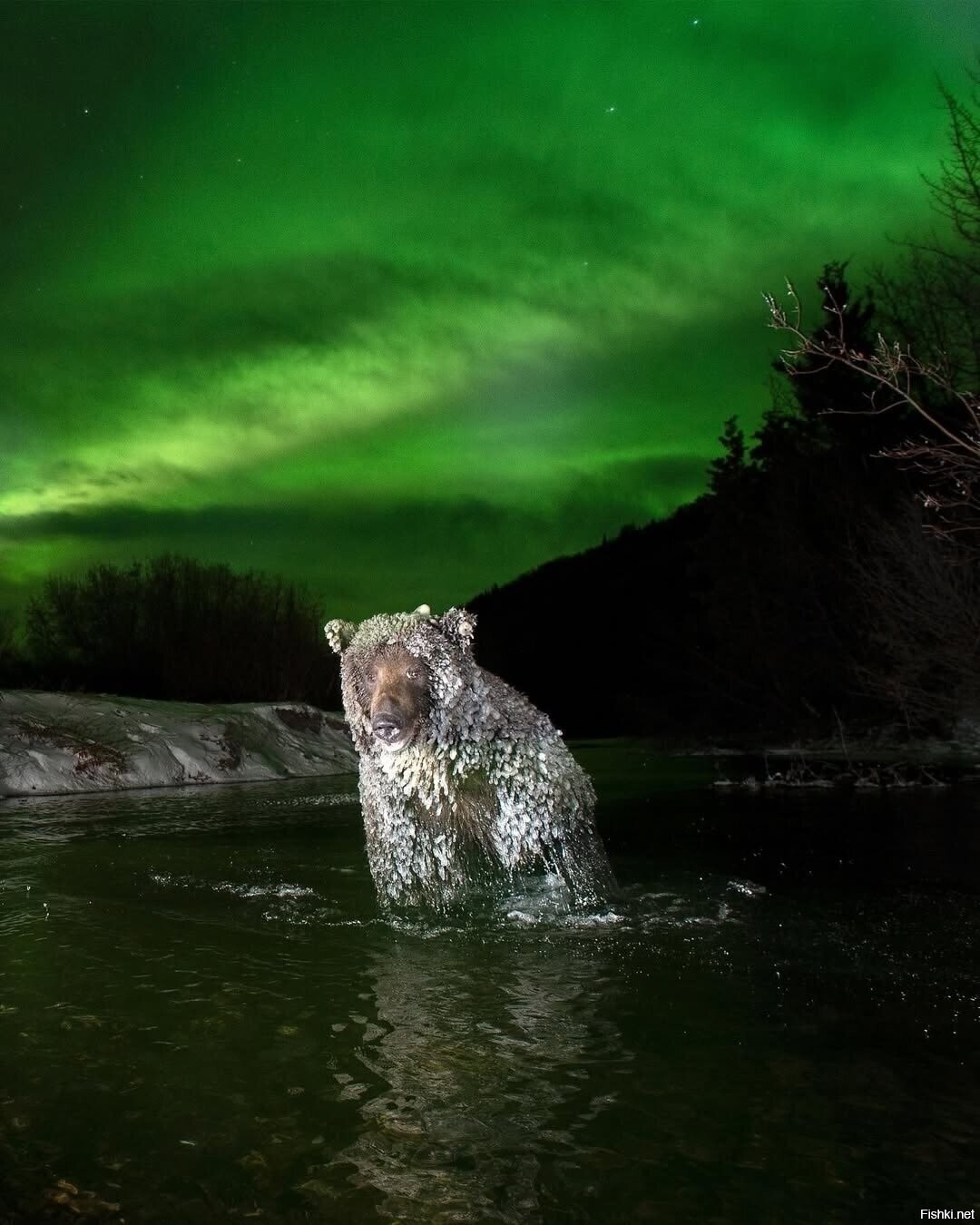 Мишка замерз