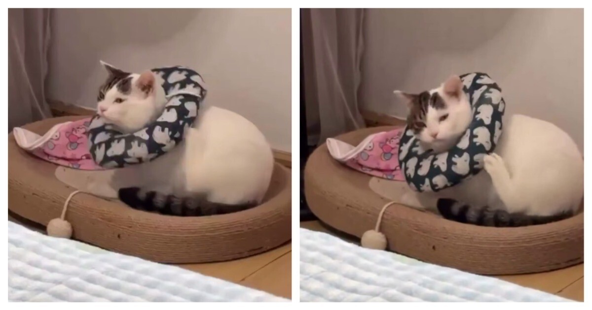 Если бы загрузочный экран был кошкой