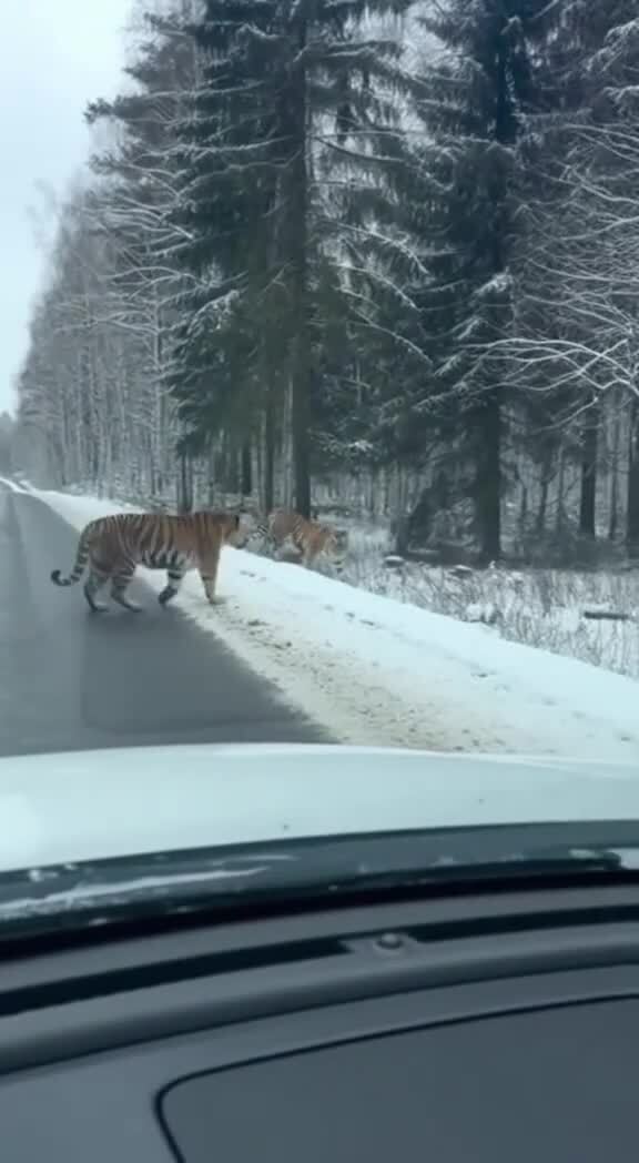 Амурские тигры