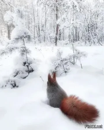 Не полиняла еще