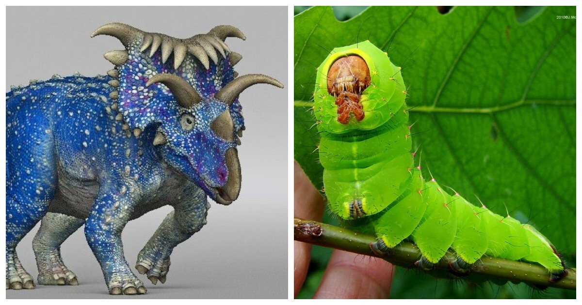 10 невероятных рекордсменов животного мира