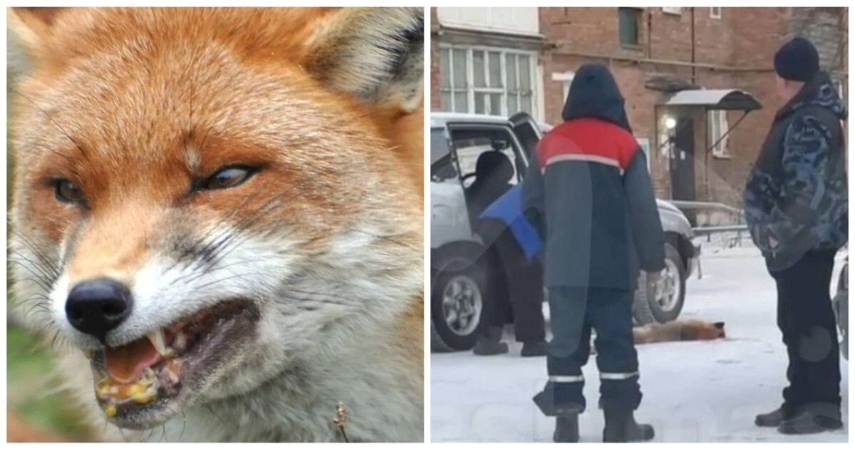 Бешеная лиса напала на девушку в Омской области