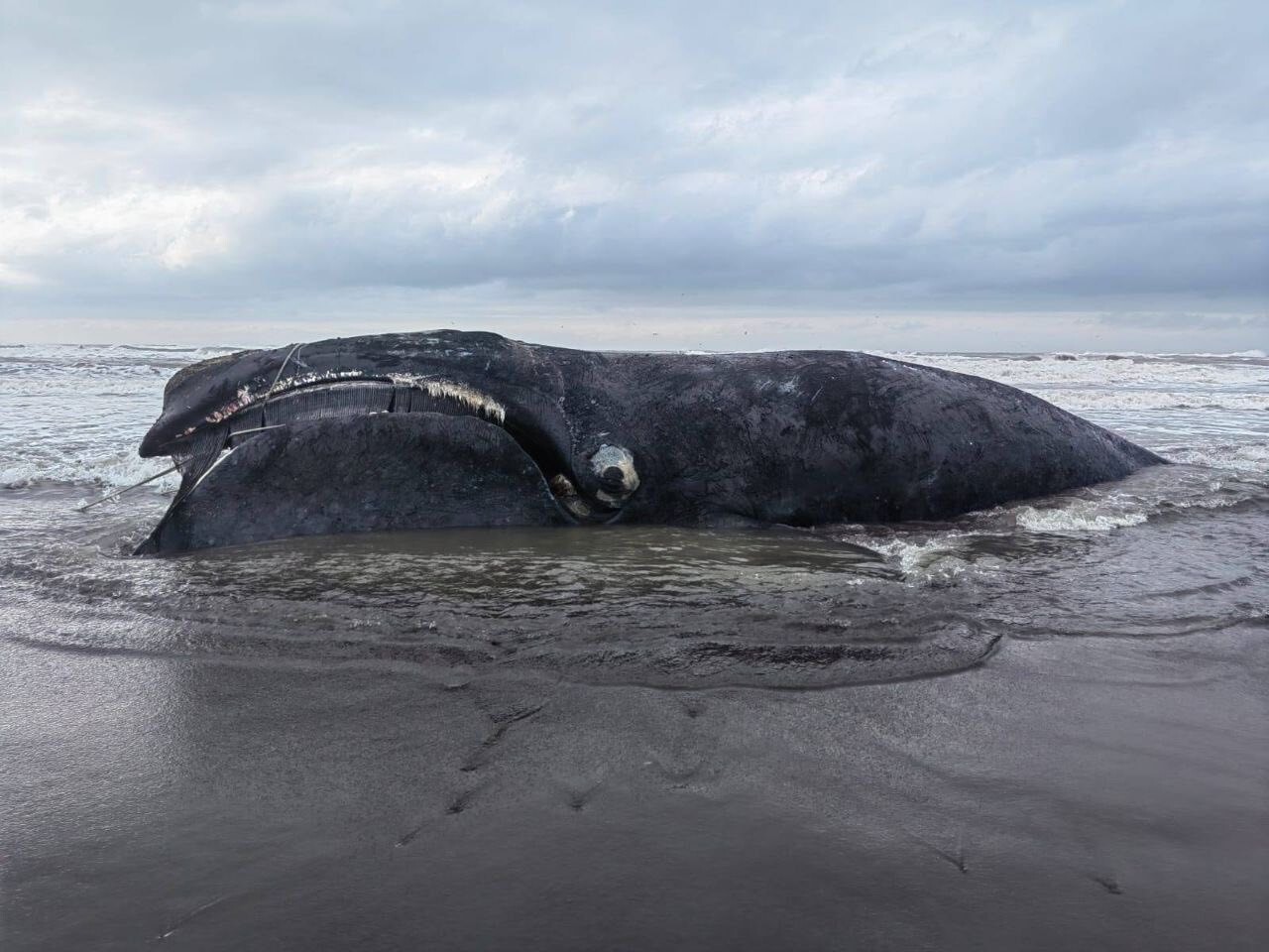 На берег Камчатки вынесло тело мёртвого кита