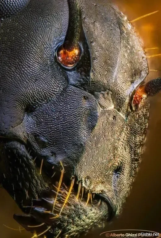 Муравей как он есть