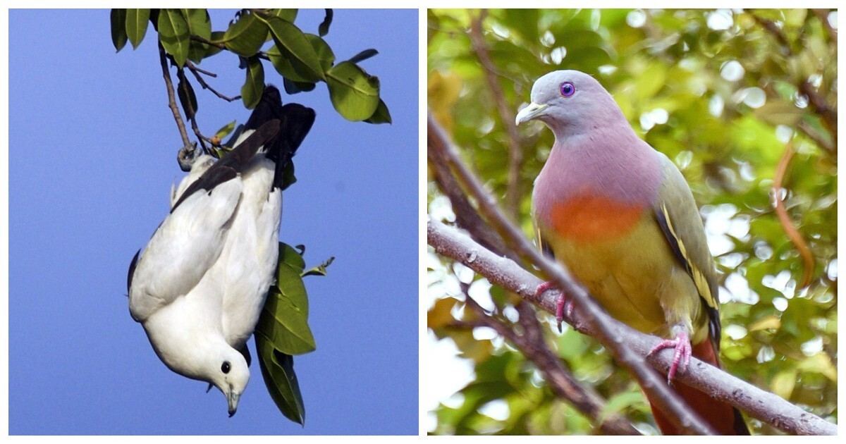 15 невероятных голубей, которых вы никогда не видели