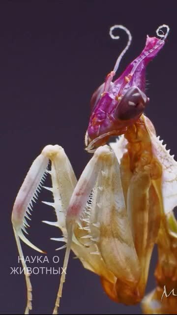 Чертов цветок - настоящий король среди богомолов