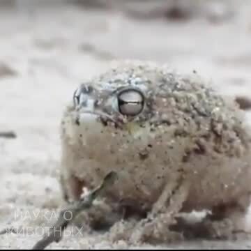 Лягушка, ломающая стереотипы - южноафриканский узкорот