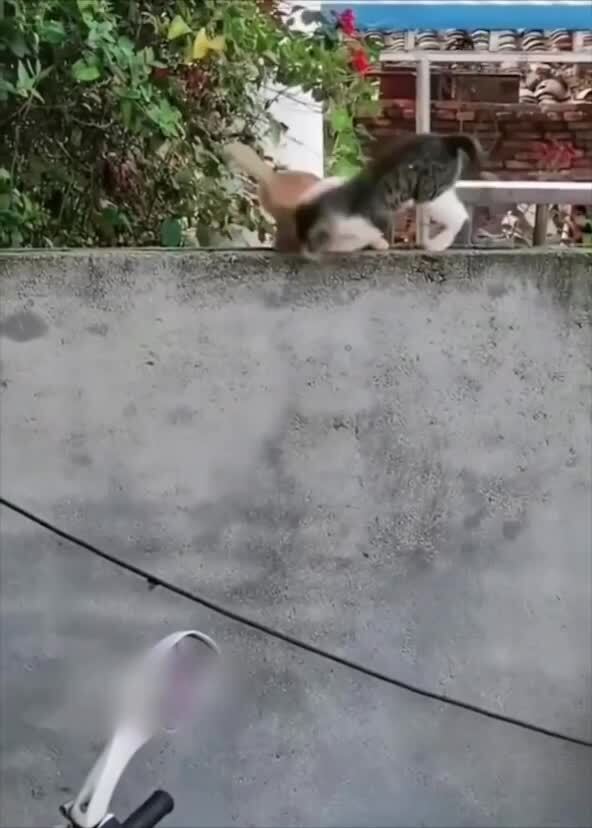 Редкие кадры тренировок шаолиньских котов