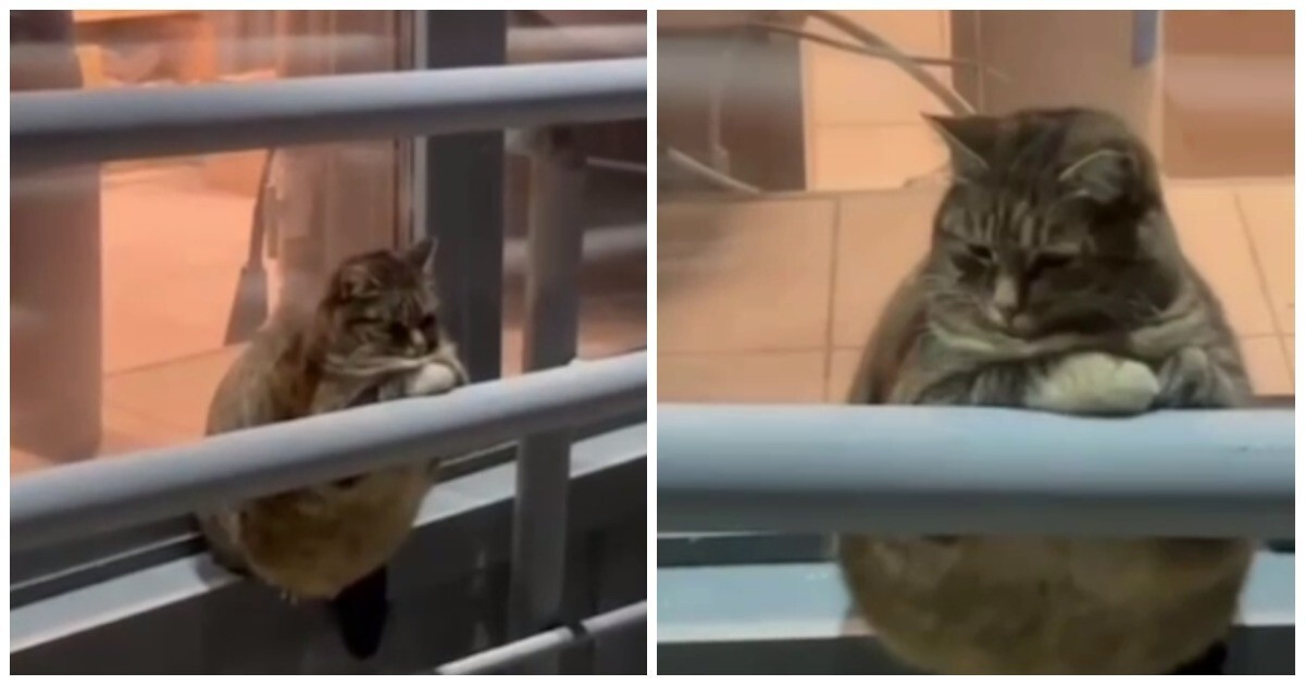 Жирненький и грустный кот