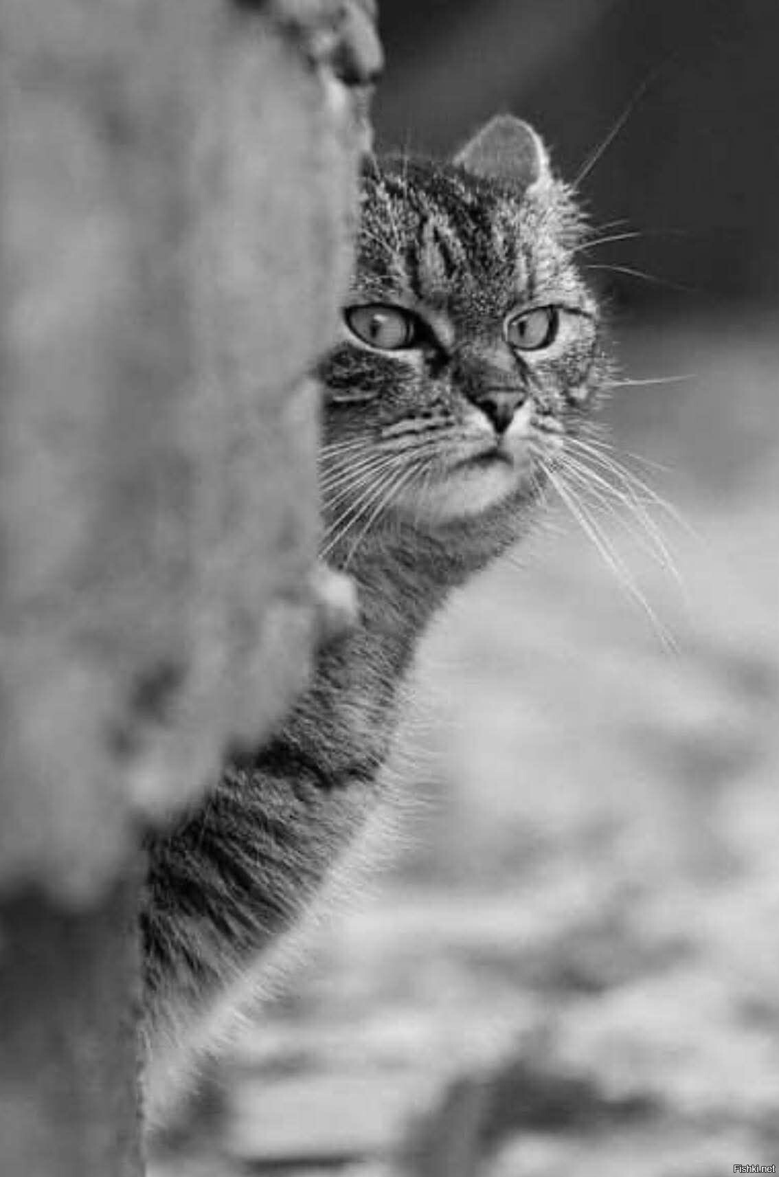 Я принёс тебе дохлую мышь