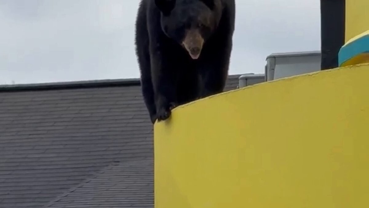 В американском Гатлинбурге медведь забрался на крышу театра