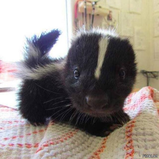 Хватит уже котов