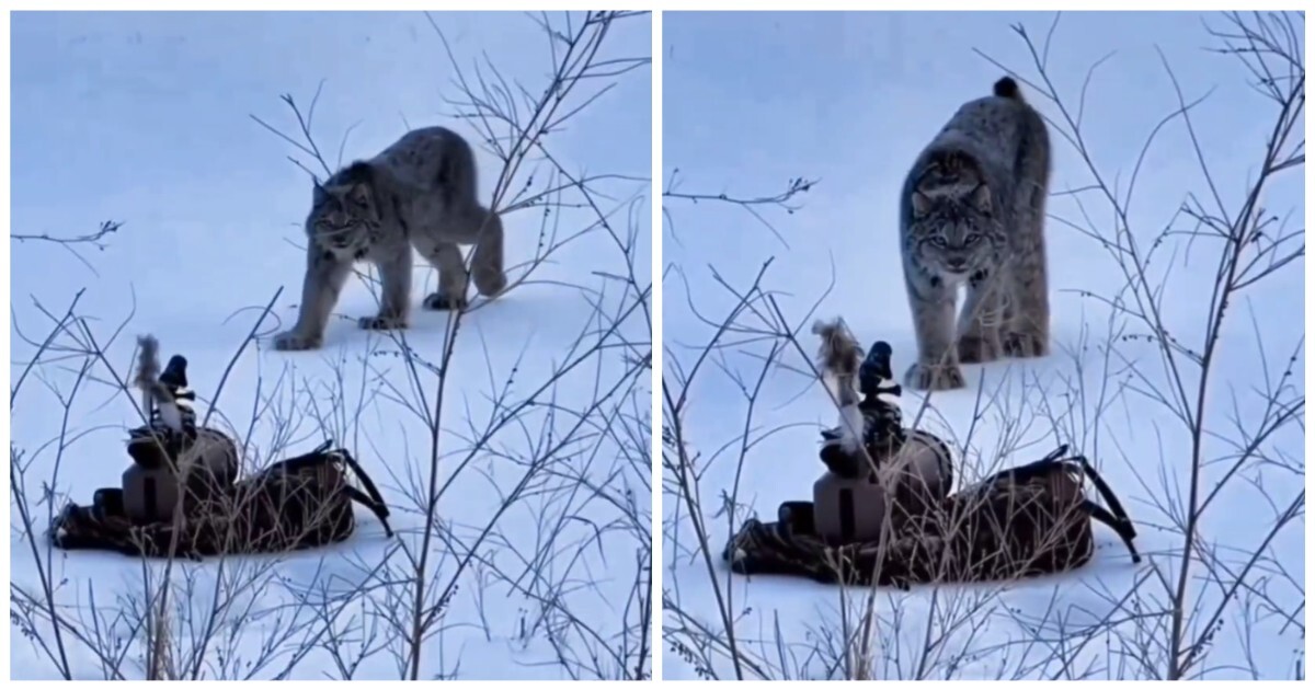 Дикая кошка не смогла пройти мимо "игрушки"