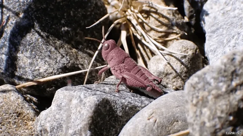 Австралийские кузнечики