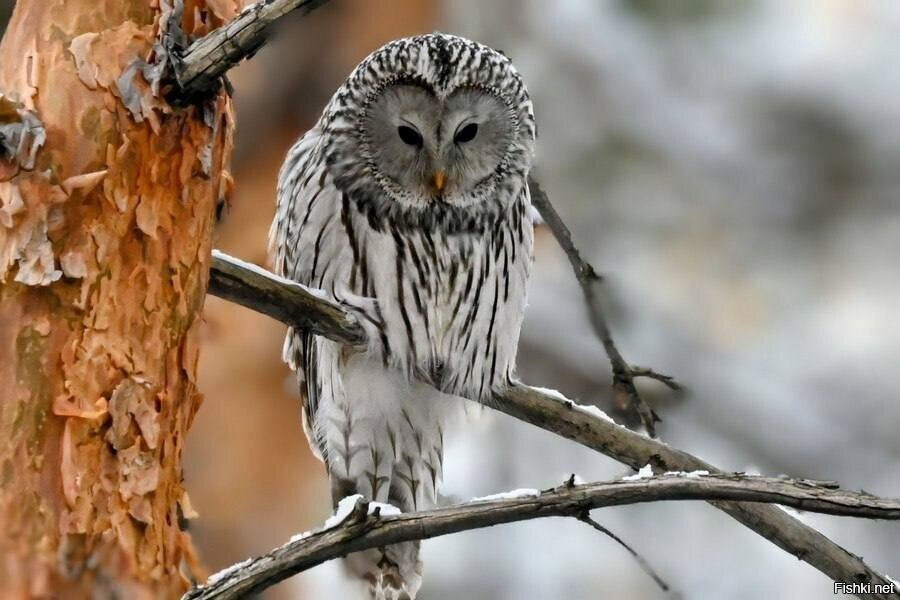 Длиннохвостая неясыть