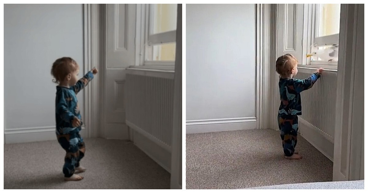 Чайка отобрала у малыша кусок пирога